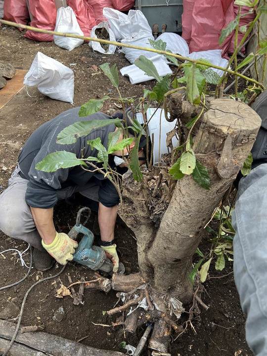 小平市リフォームワークス：ﾃﾅﾝﾄ解体工事　庭整理伐採